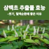 삼백초 추출물 효능 7가지, 혈액순환과 붓기 관리에 좋은 이유