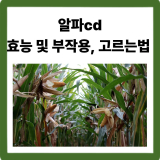 알파CD(알파시클로덱스트린) 효능, 부작용, 고르는 법