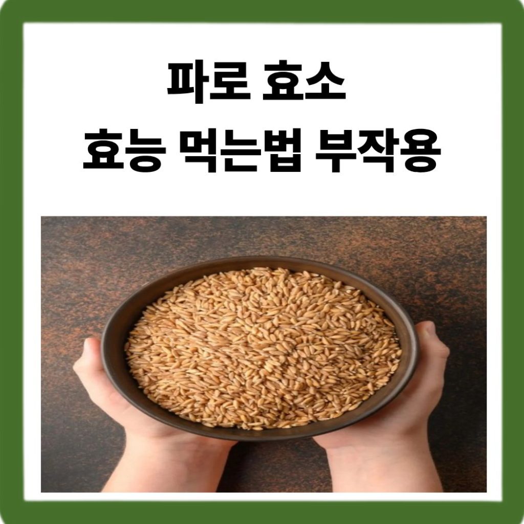 파로 효소 효능 먹는법 부작용-참신한하루 파로 곡물효소 정