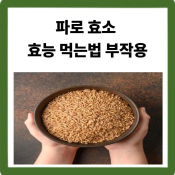 파로 효소 효능 먹는법 부작용