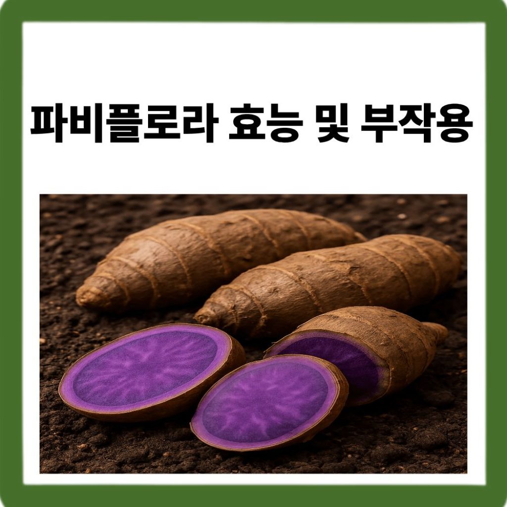 파비플로라 효능 및 부작용_참신한하루 파파플로라